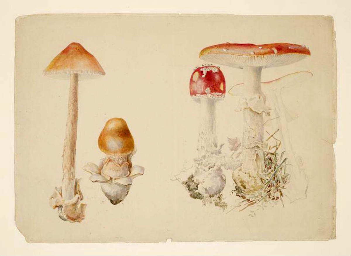 beatrix potter mycology specimen watercolor drawing