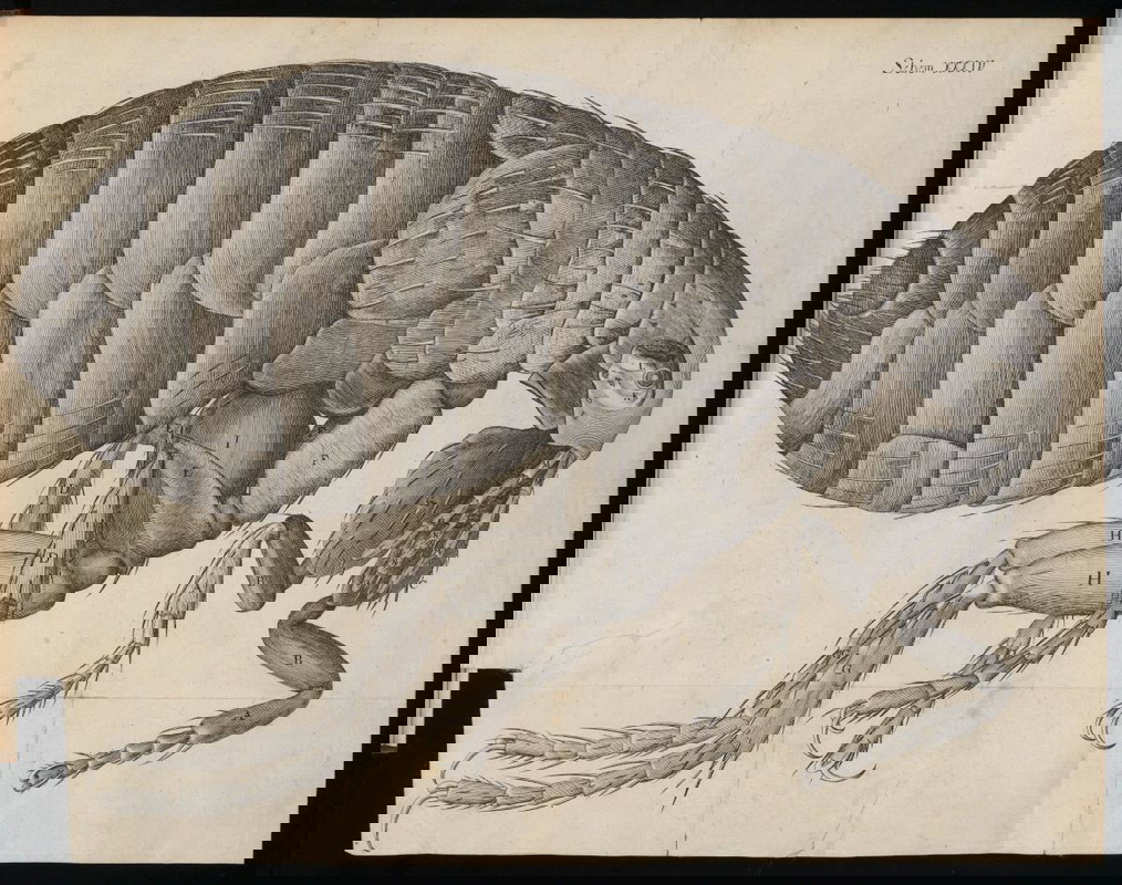 robert hooke flea micrographia 1665 engraving