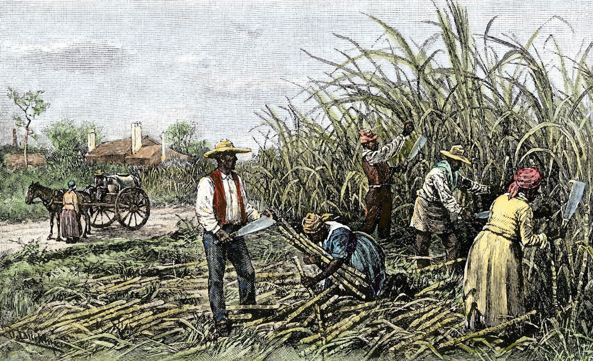 sugar cane plantation illustration national geographic