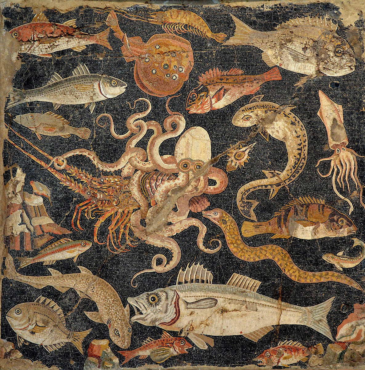 fish tile mosaic pompeii hakaimagazine