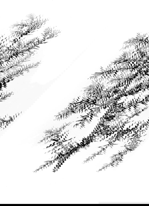 juniperus communis juniper drawing