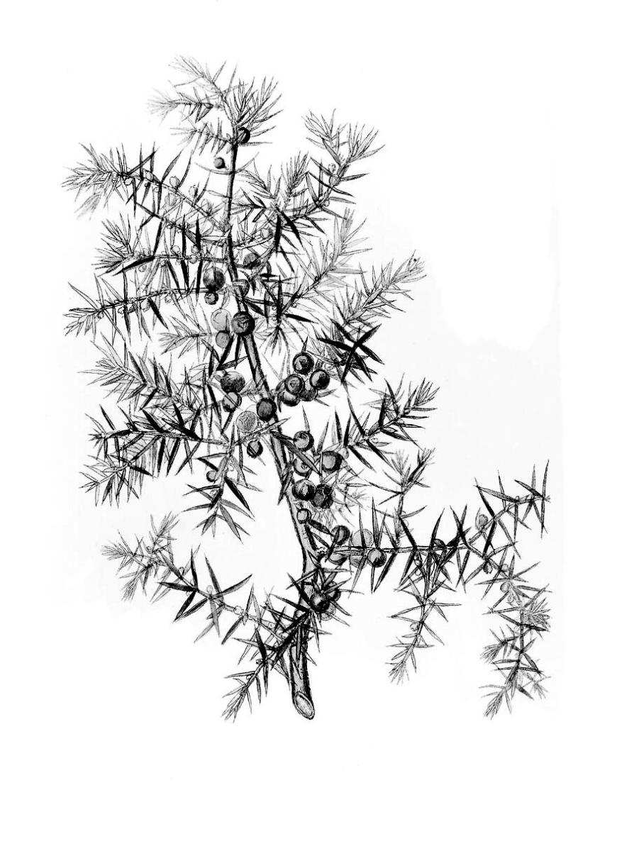 juniperus communis juniper drawing