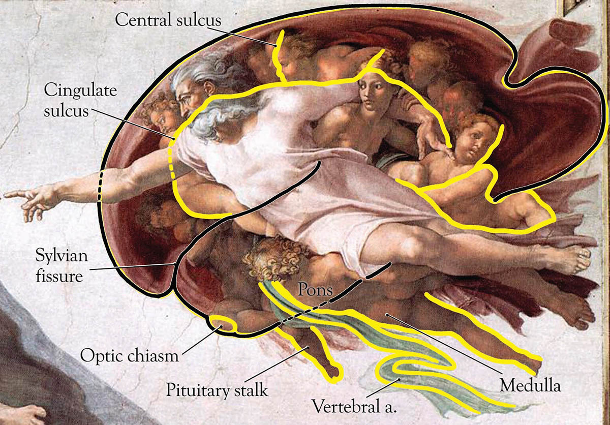 The Creation of Adam in comparison with the structure of the human brain by Michelangelo