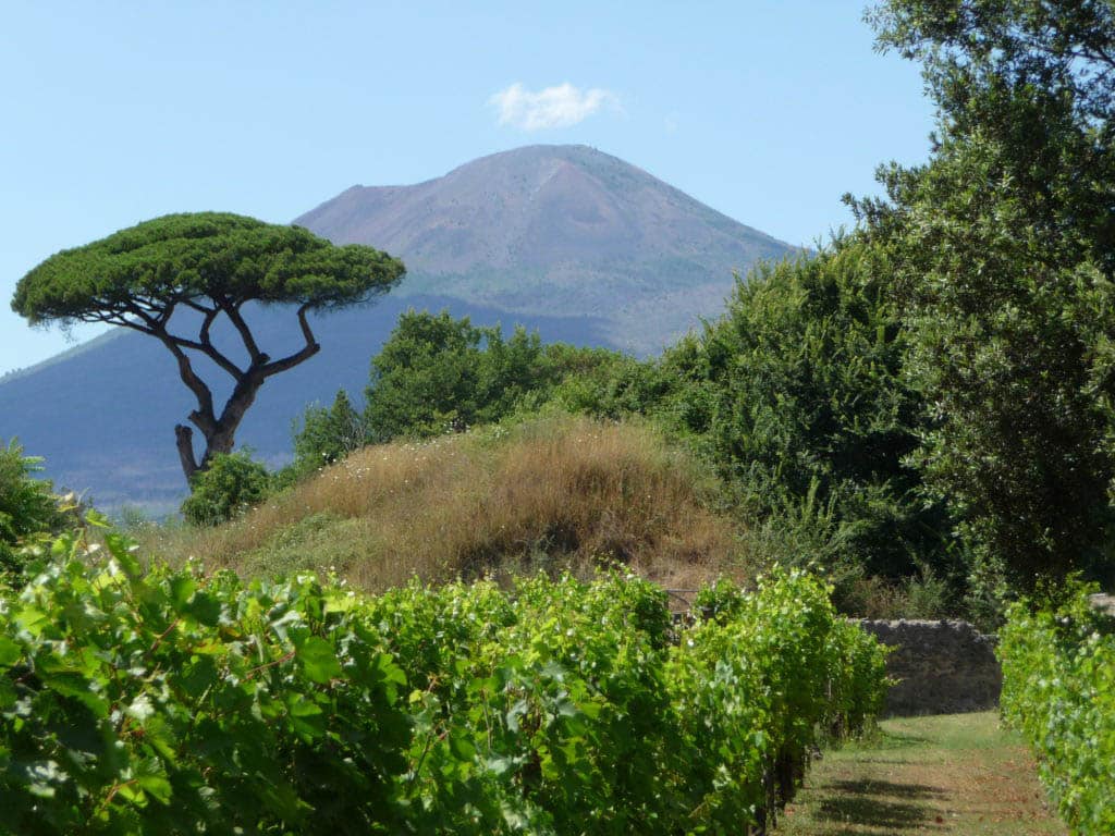 umbrella pine mount vesuvius photograph