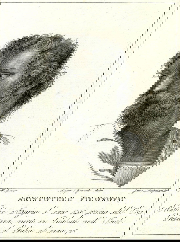 aristotle drawing bortignoni