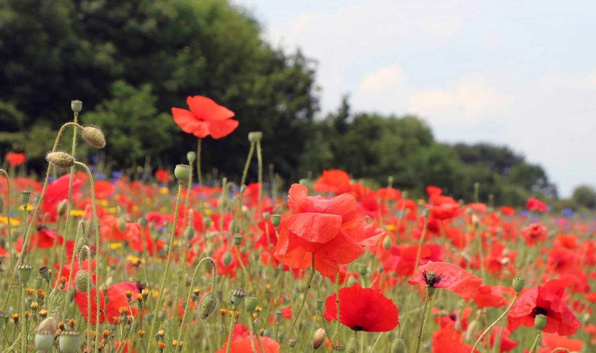 flanders field world war i