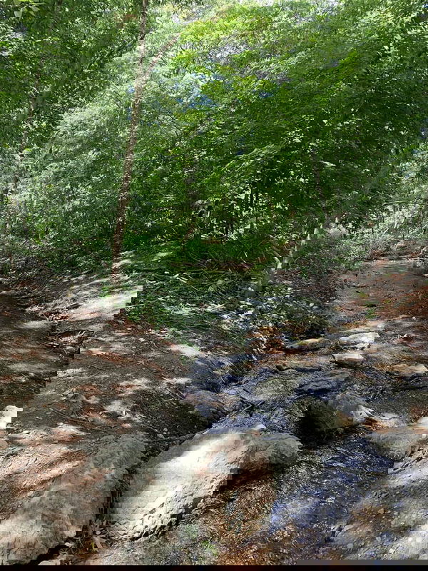 olmsted park boston