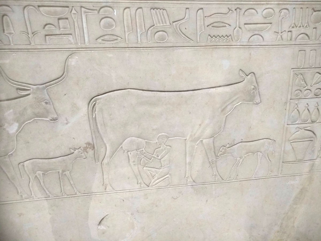 sarcophagus kawit egyptian museum cow milking