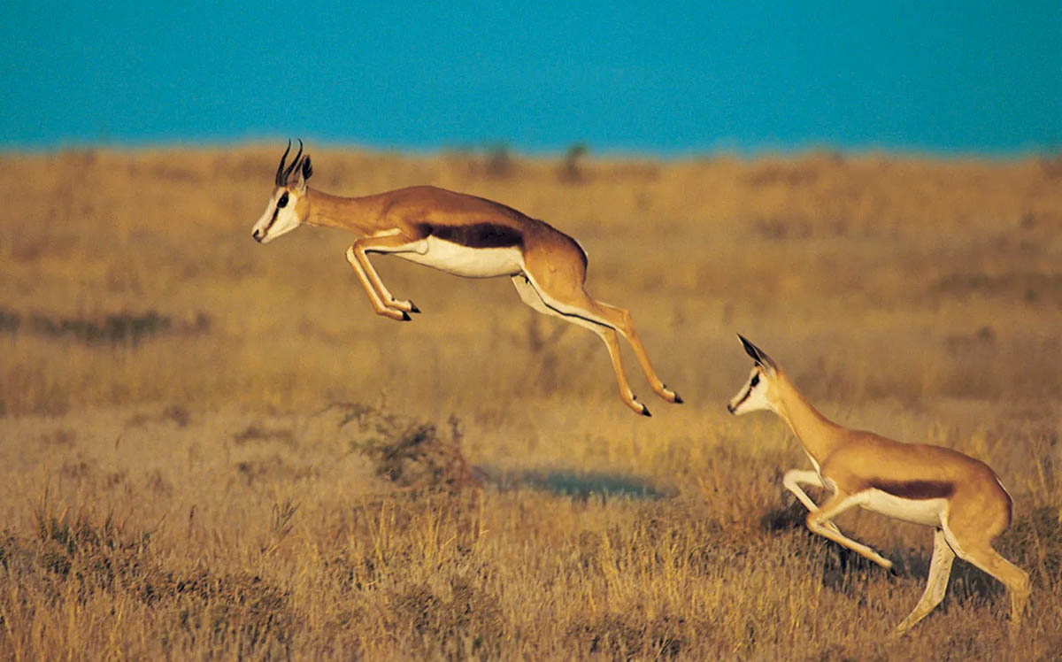 springbok kalahari