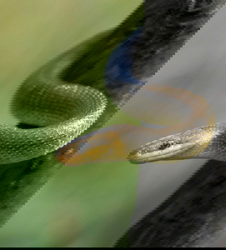 aesculapian snake