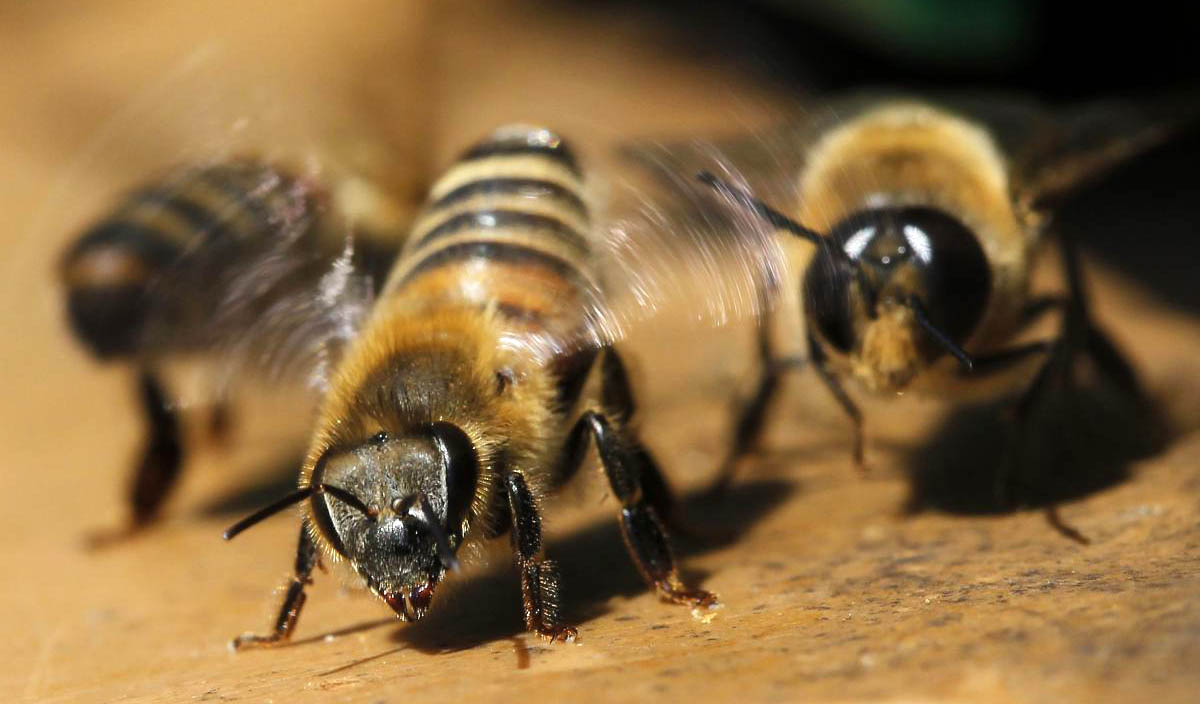 attacking bees