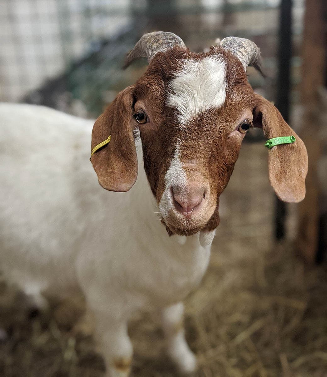 brown goat