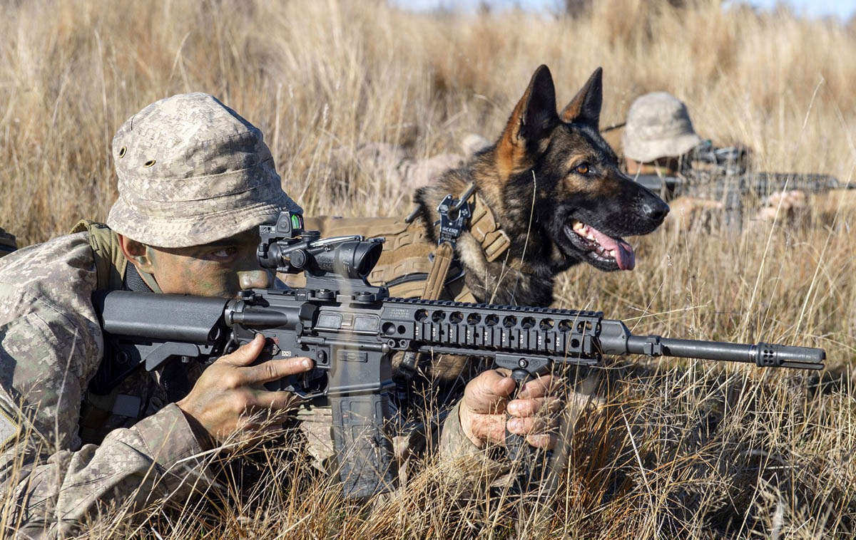 new zealand infantry dog
