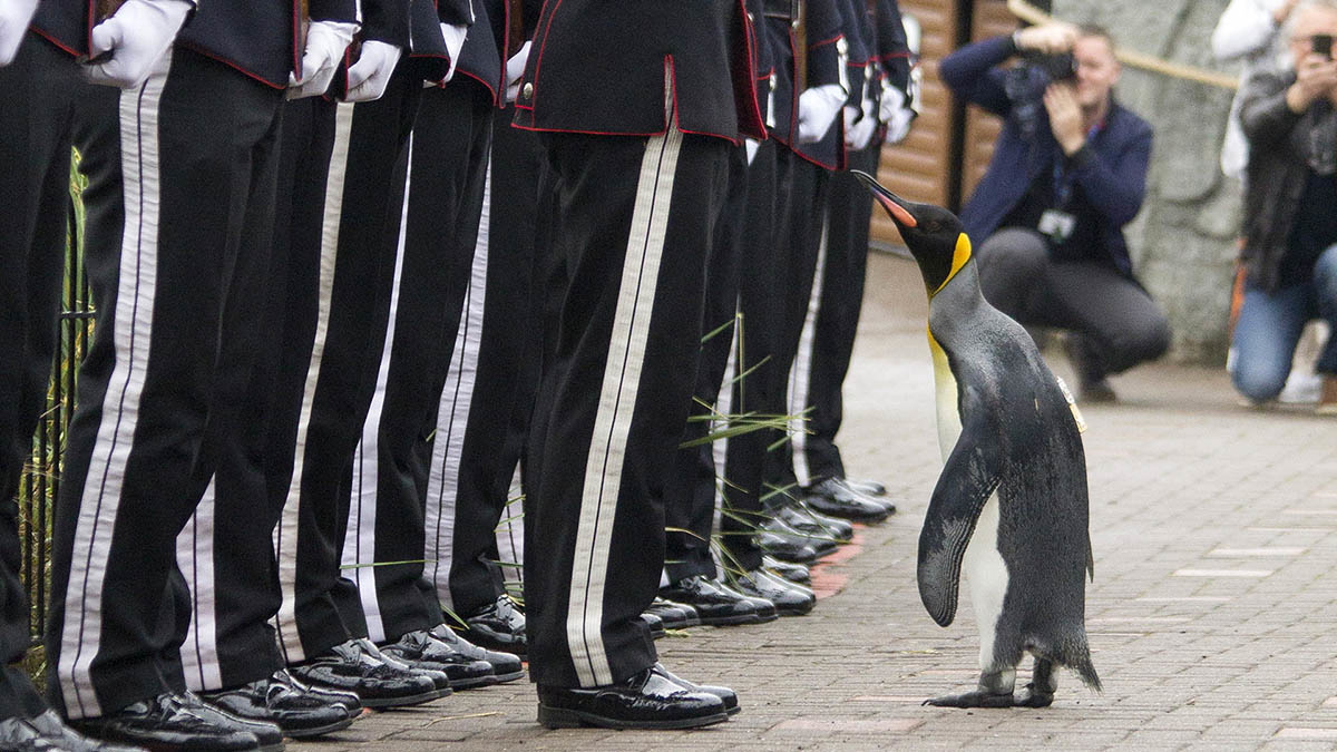 sir nils olav