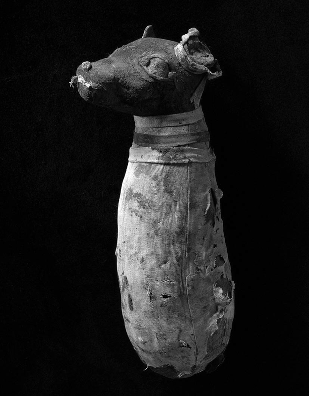 votive mummified dog saqarra