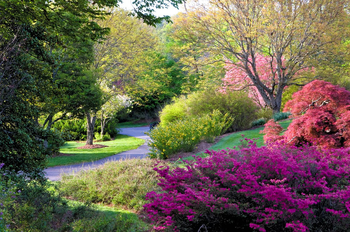 frederick law olmsted biltmore shrubs