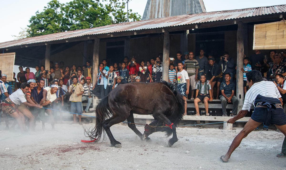 sumba blood sacrifice