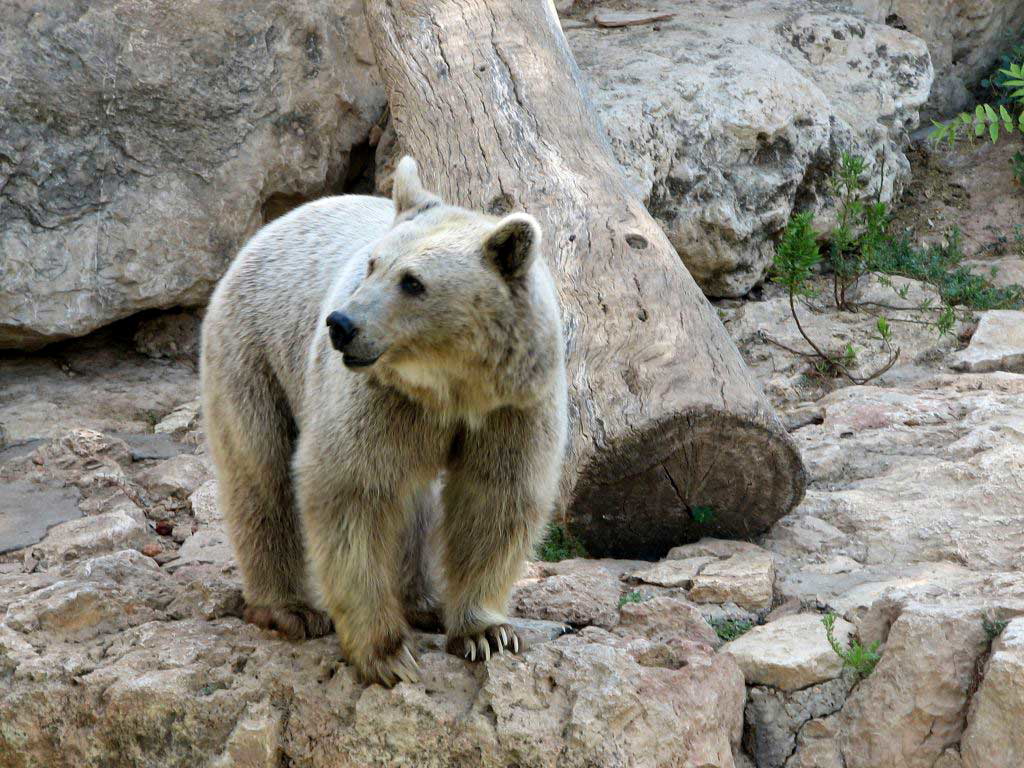 syrian brown bear wojtek