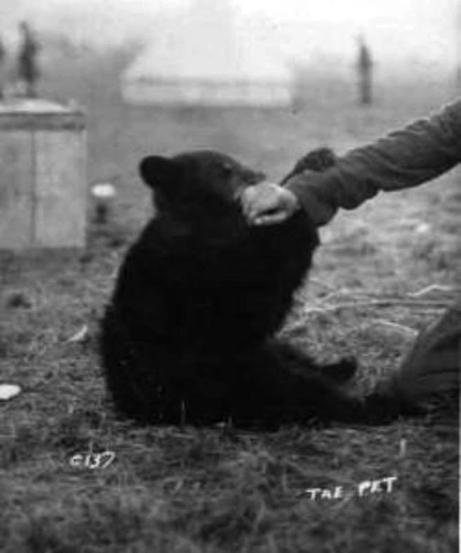 winnie real life bear ww1