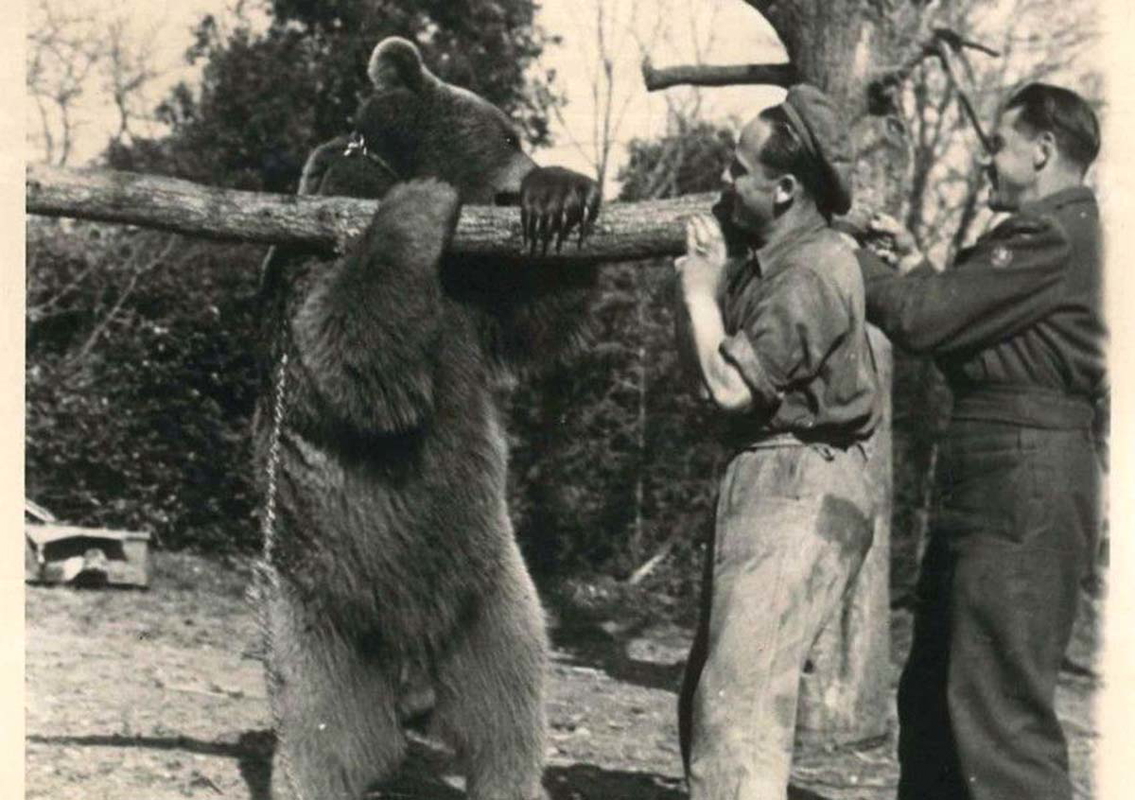 wojtek polish bear soldier