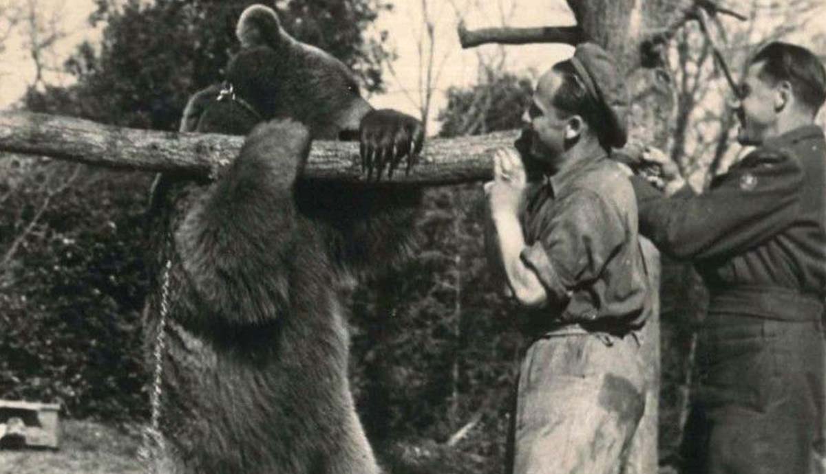 wojtek polish bear with soldiers details