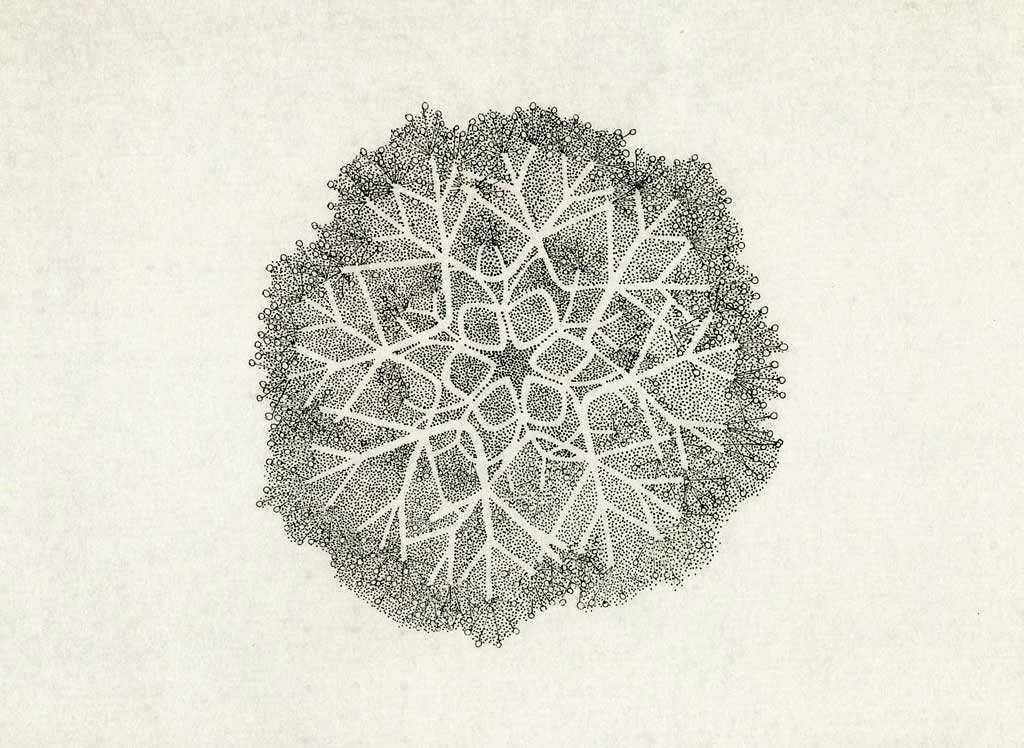 ruth asawa drawing