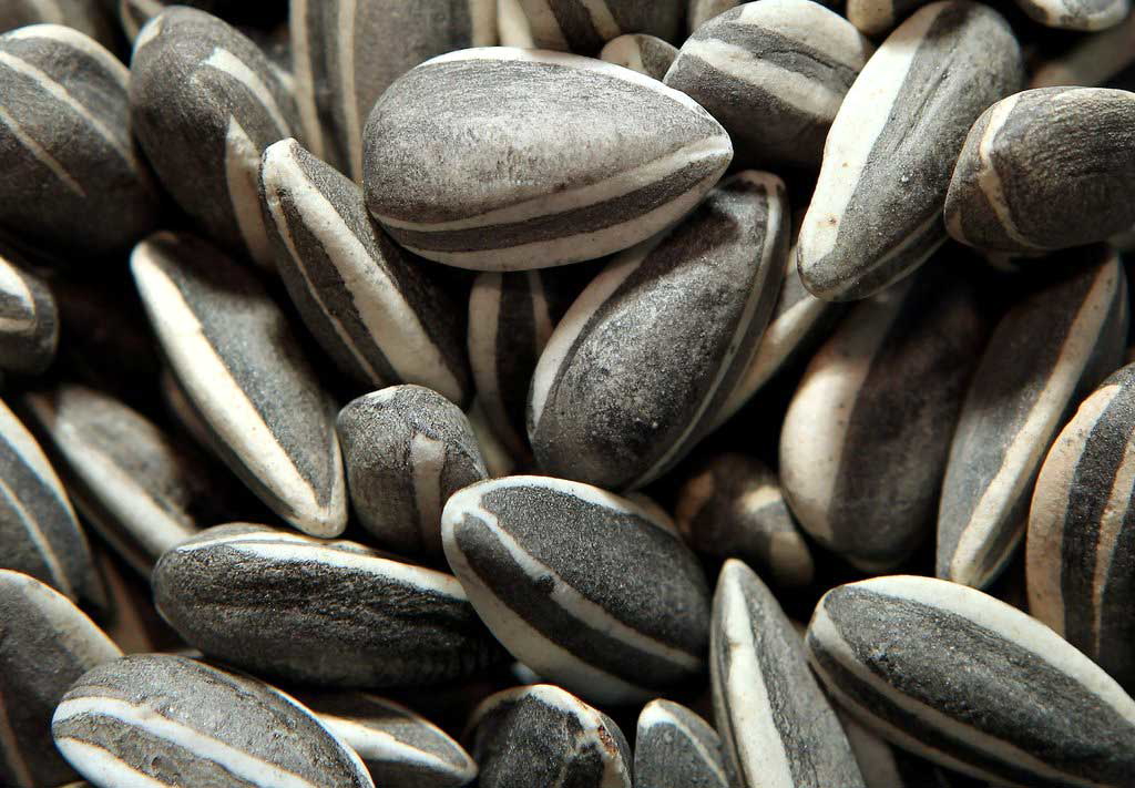 ai weiwei sunflower seeds close up