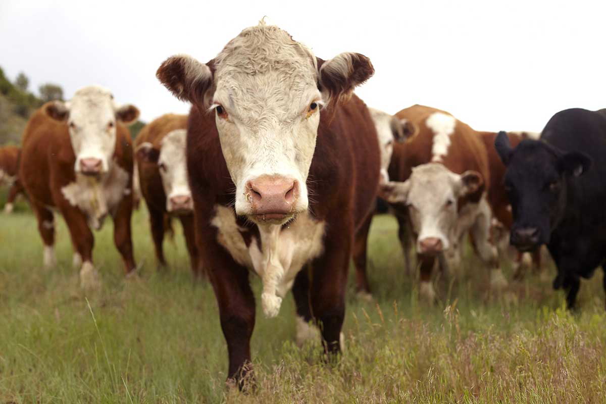 cows