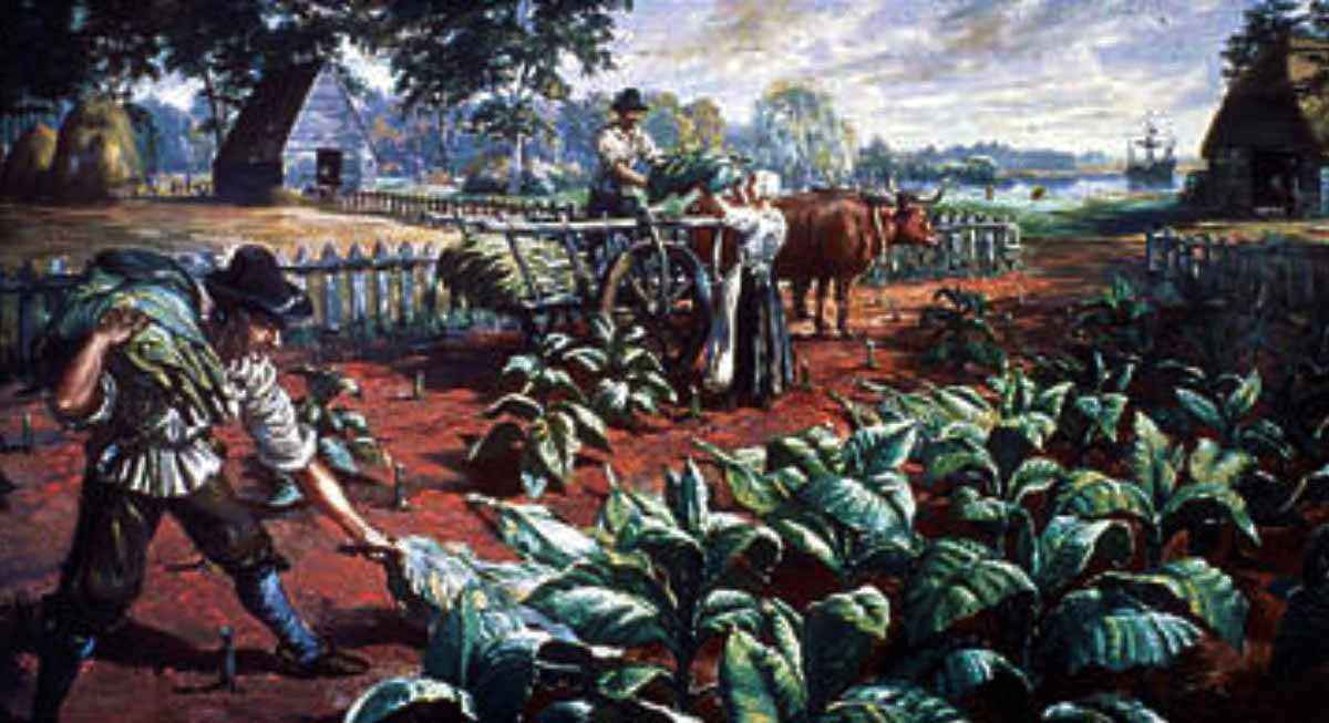 harvesting tobacco colonial virginia