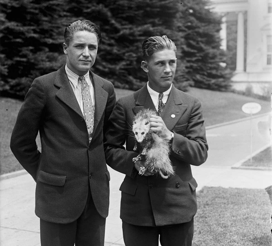presidential oppossum pet