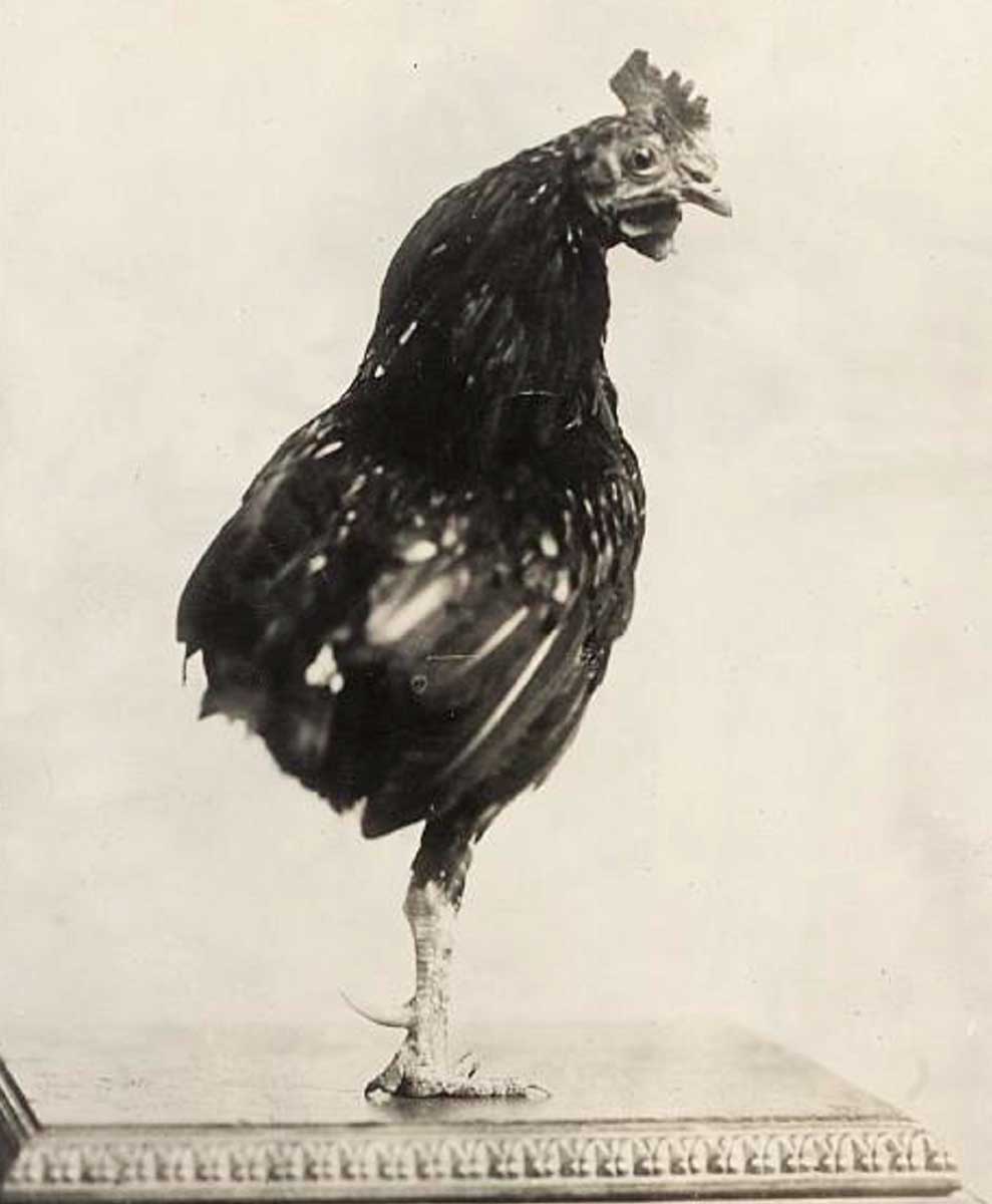 us president facts roosevelt rooster