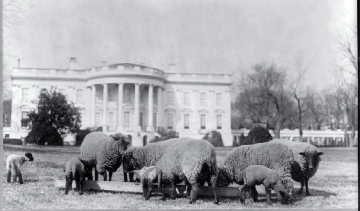 us president facts sheep south lawn 1923