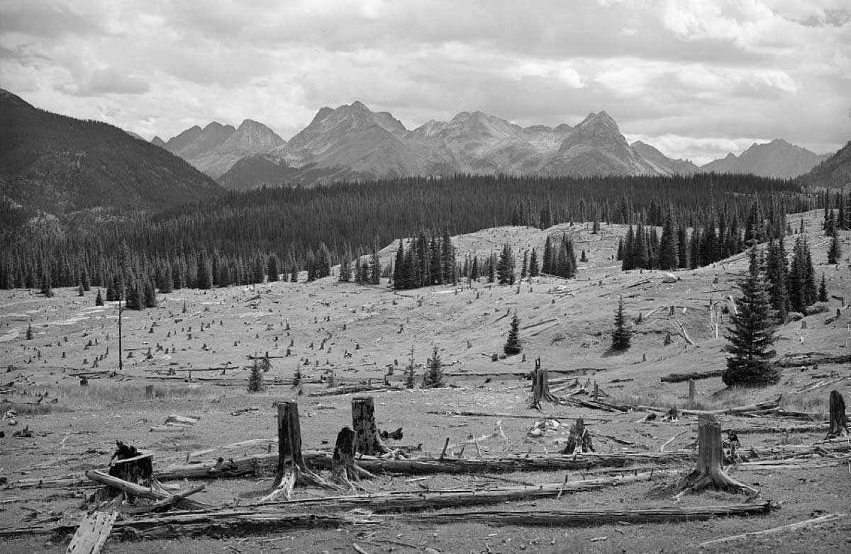 deforestation habitat destruction industrialization