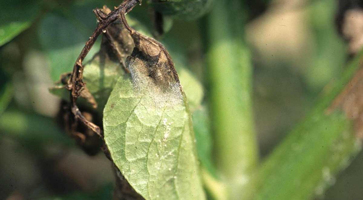 late potato blight phytophthora infestans
