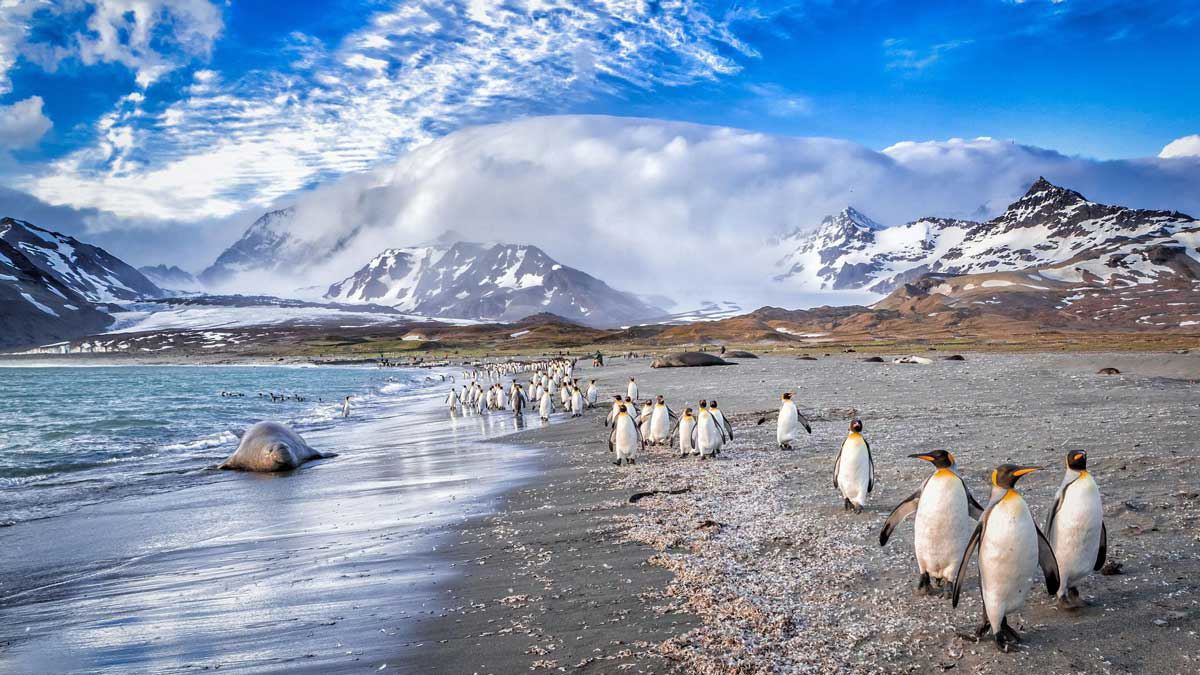 british island territories falklands nature