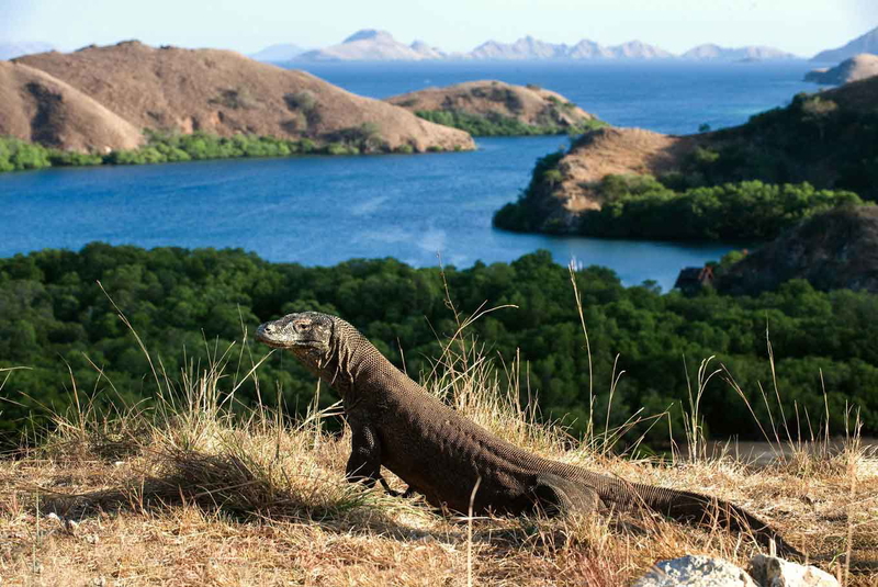 komodo dragon island philippines