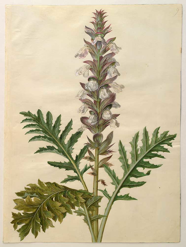 Hans Simon Holtzbecker Acanthus mollis