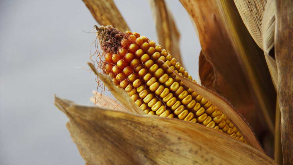 corn cycle linked 