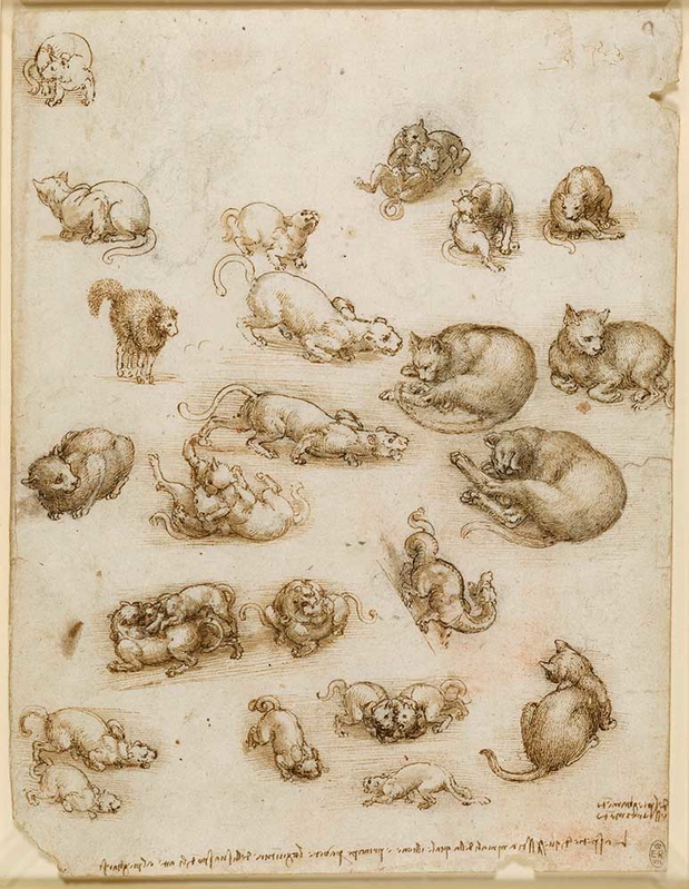 leonardo da vinci notebook cats dragons