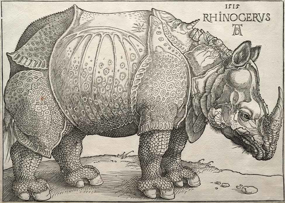 durer rhino