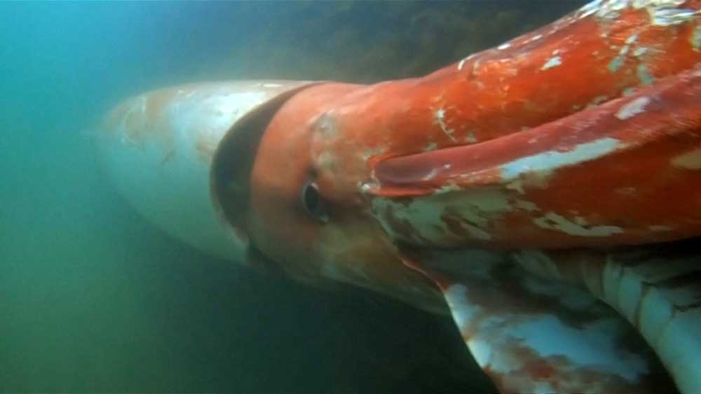 giant squid japan