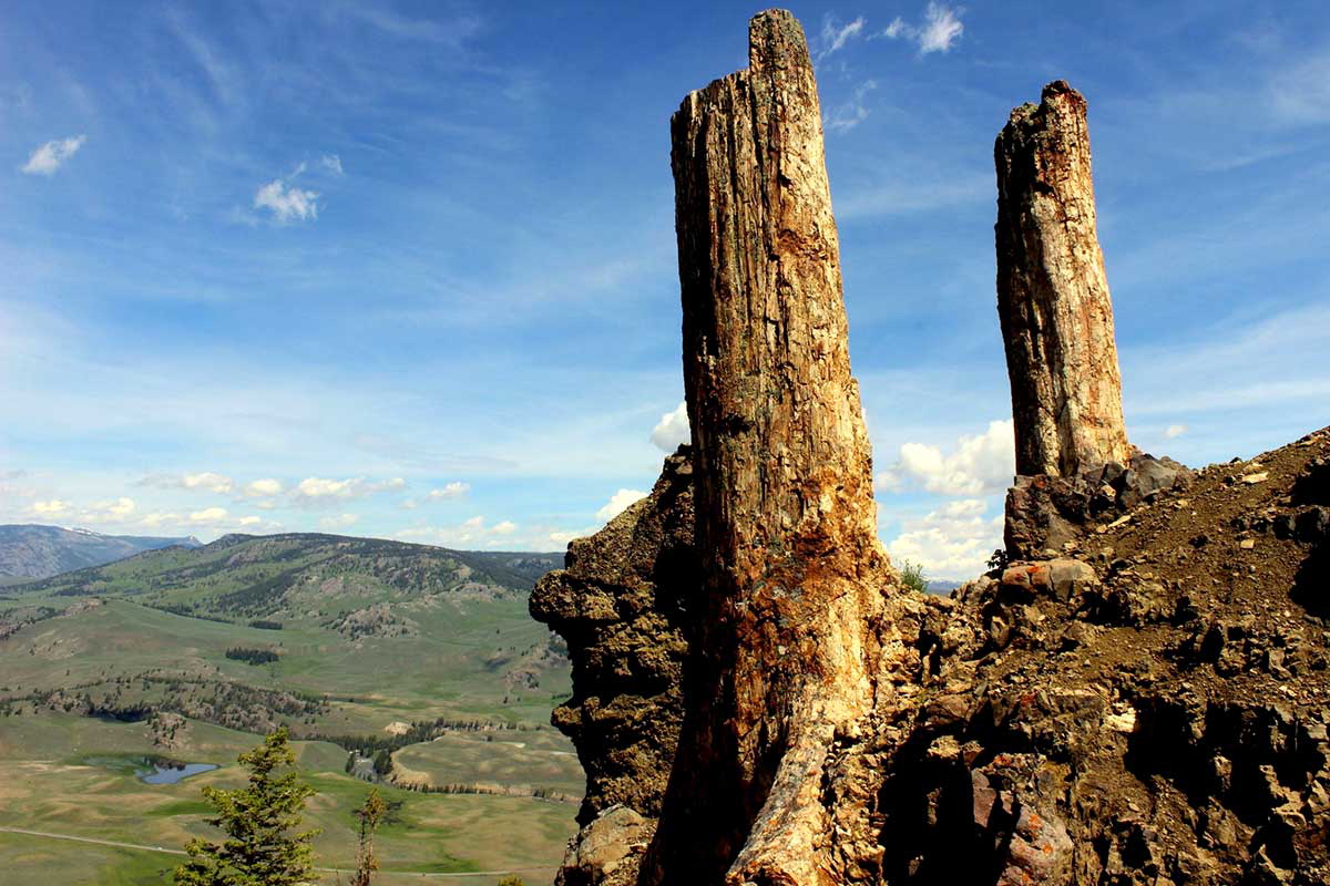 petrified trees petrified forest prehistoric landscape