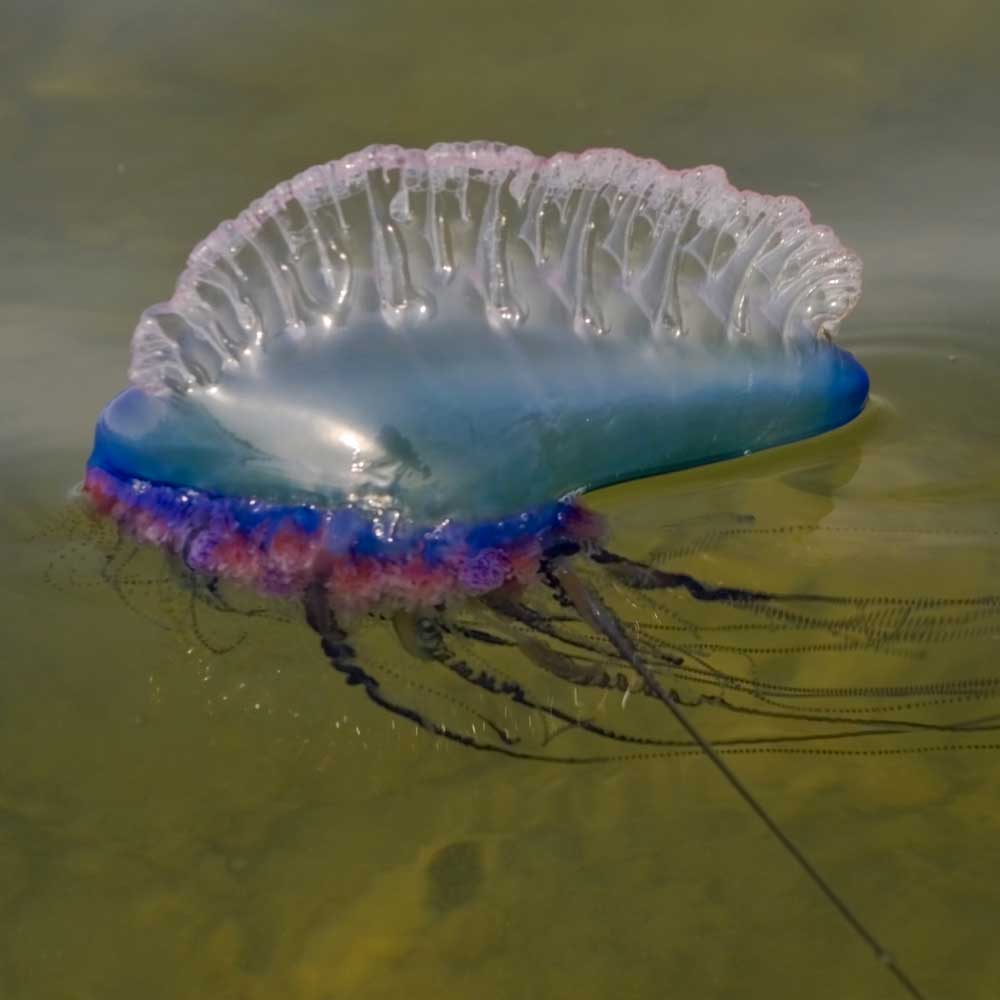 portuguese man of war