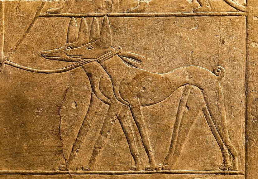 Dogs in Ancient Egypt: The Early Origins of Man’s Best Friend