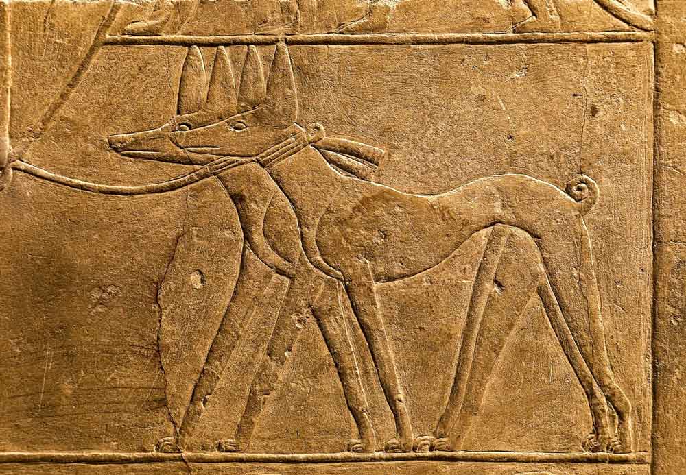 relief dogs in ancient egypt