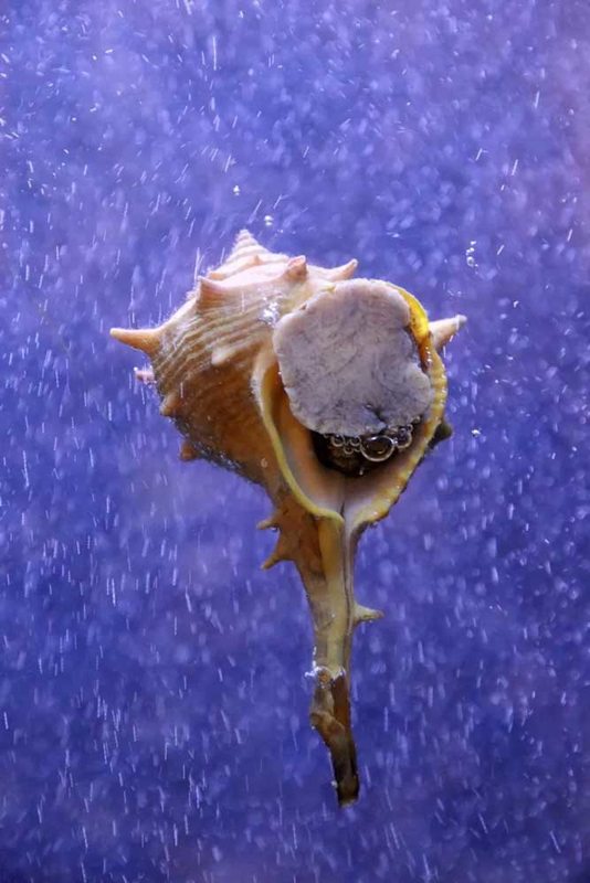 tyrian purple bolinus brandaris