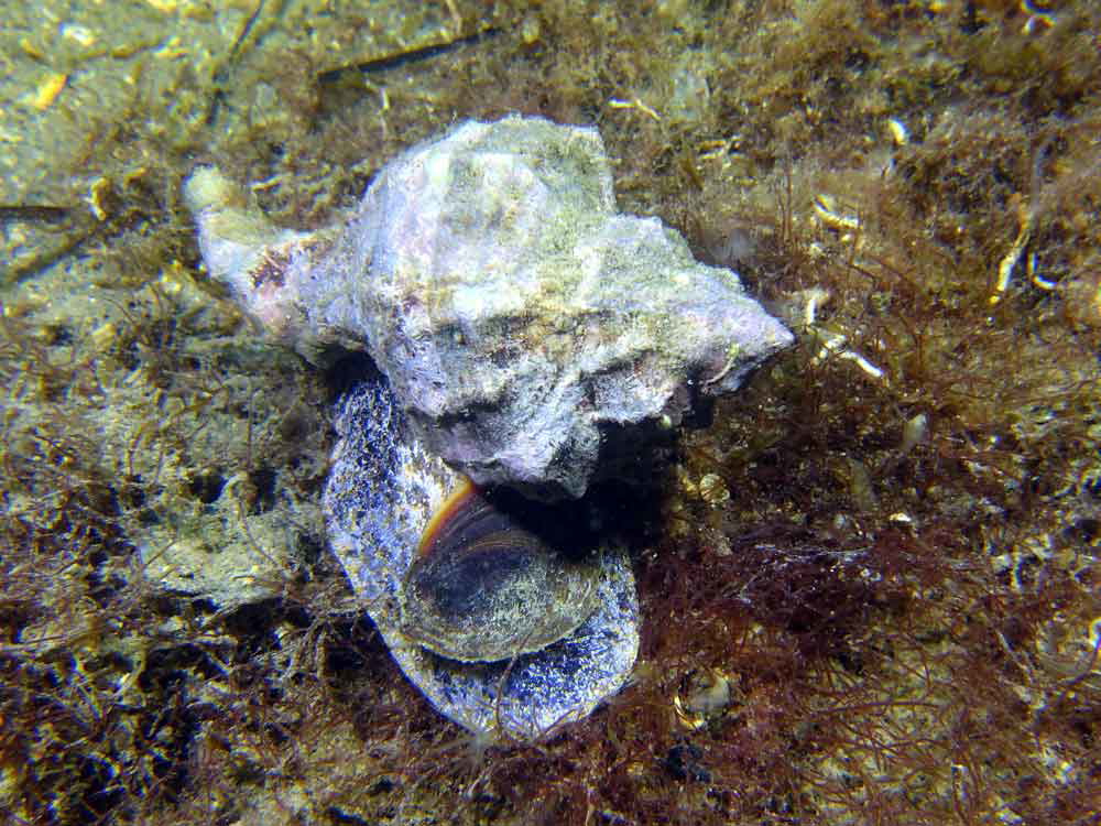 tyrian purple hexaplex trunculus