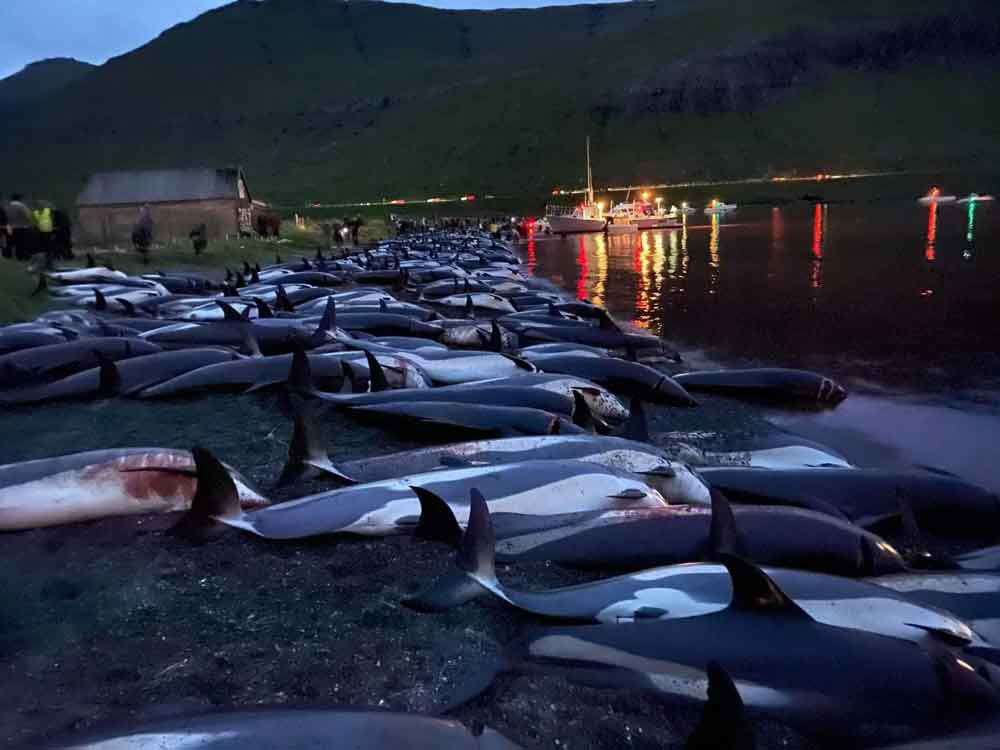 dolphin drive faroe islands