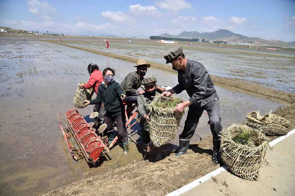 farmers north korea