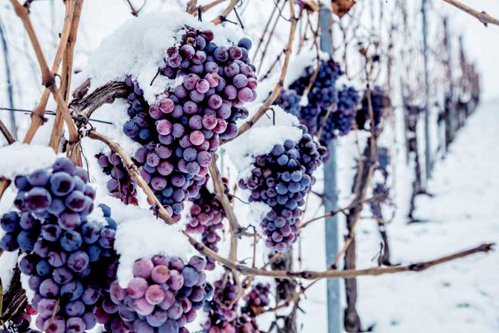 grapes wine vineyard photo